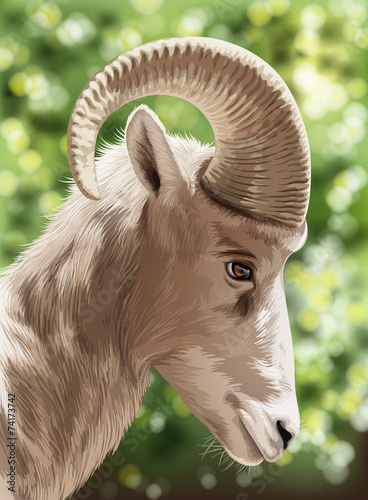 A wild goat