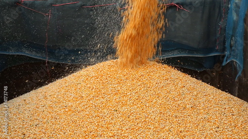Wallpaper Mural Close-up Loading of grain of corn in the tractor trailer Torontodigital.ca