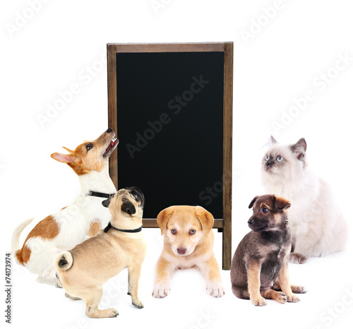 Cute cats and dogs with advertise billboard isolated on white