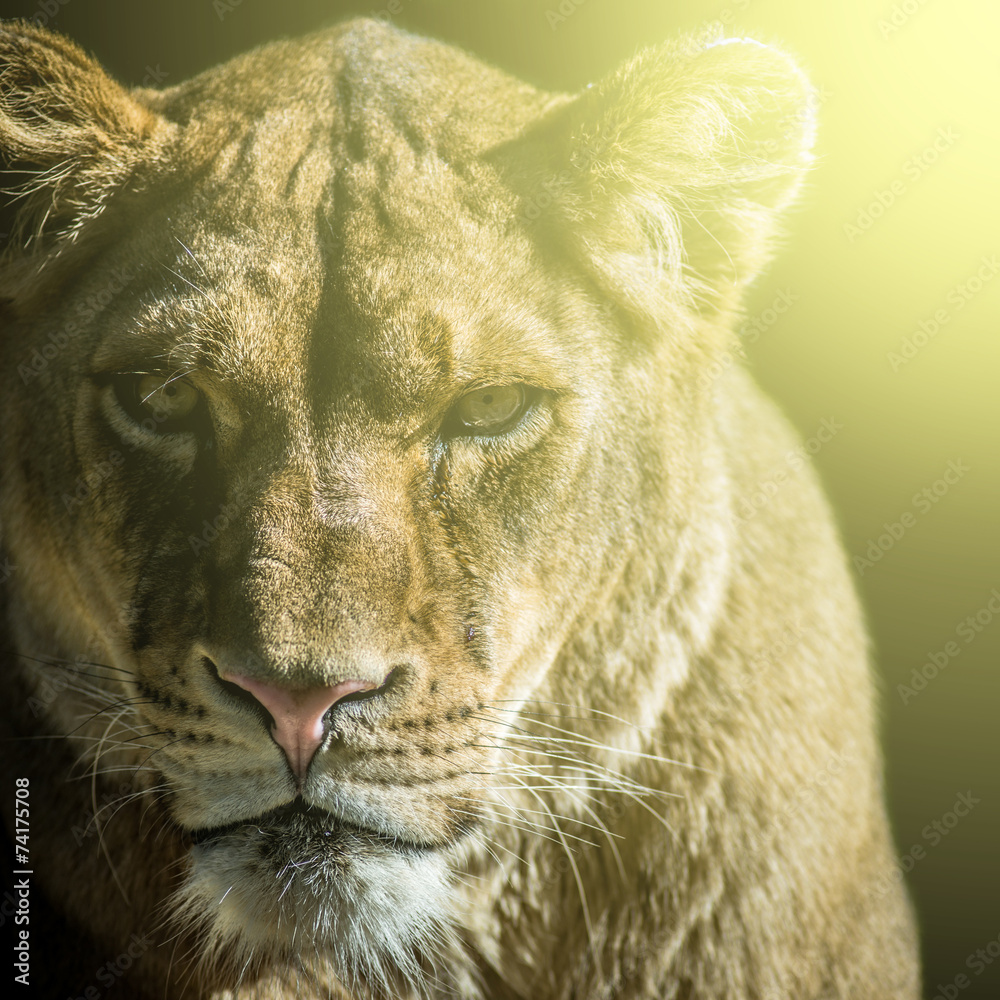 Obraz premium lioness portrait