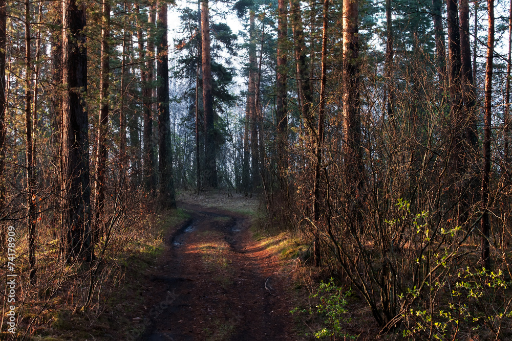 Obraz premium Sunlight in the green forest, spring time