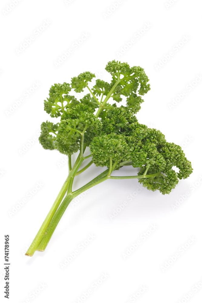 bunch of fresh green curly parsley. Isolated on white background bunch of fresh green curly parsley. Isolated on white background