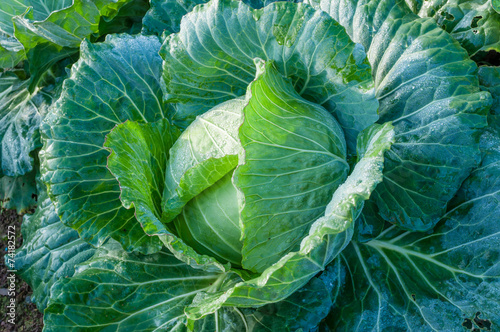 head of cabbage in the vegetable garden