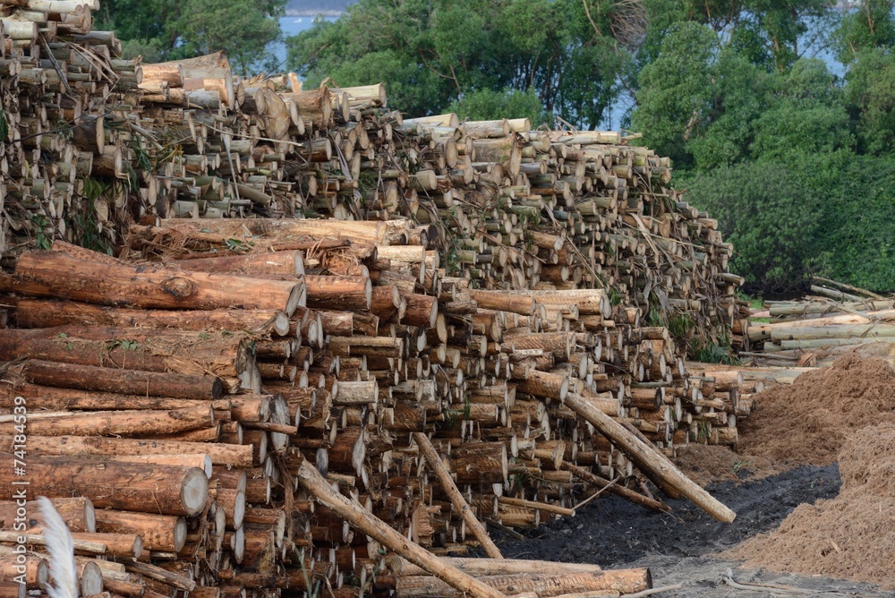 logs stacked on the woodworking factory logs stacked on the woodworking factory