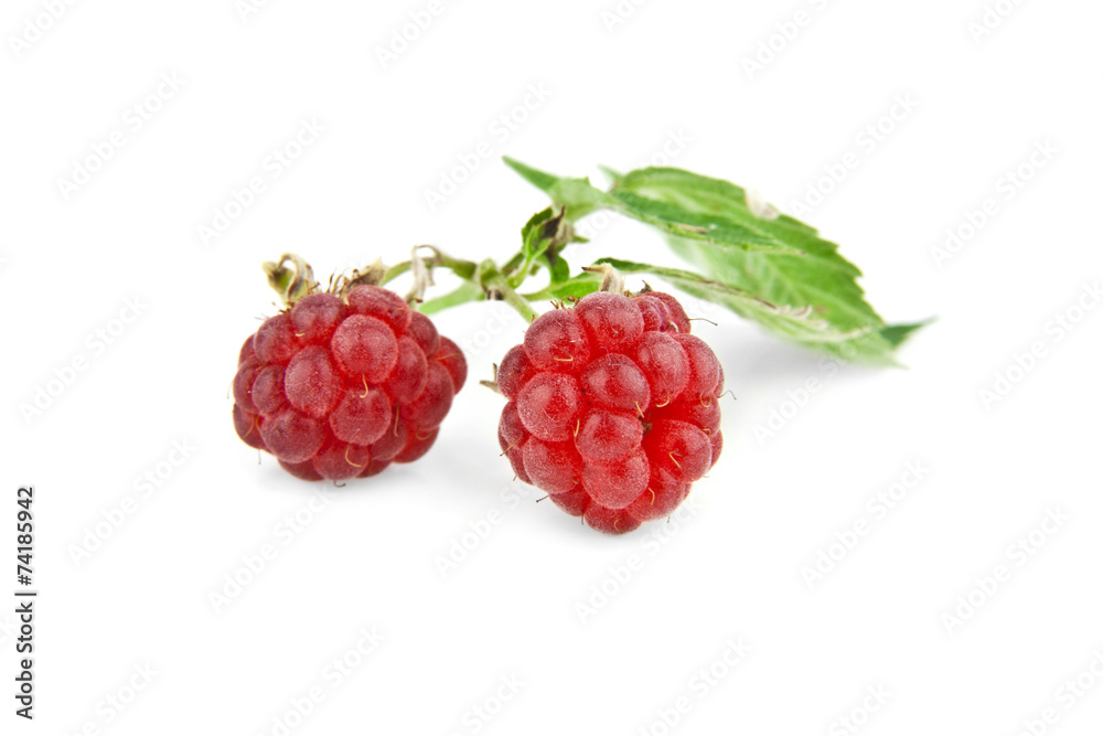 raspberry raspberry