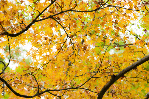 Yellow and orange leaves