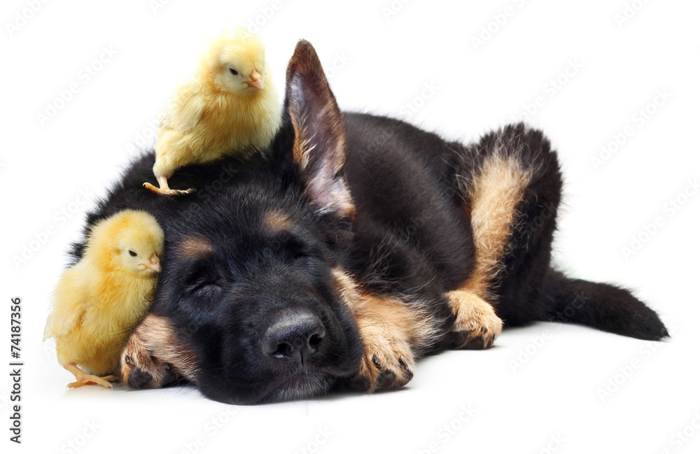 Fototapeta premium Cute little chicken and puppy german shepherd dog