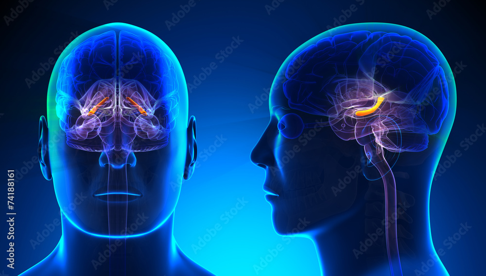 Obraz premium Male Hippocampus Brain Anatomy - blue concept