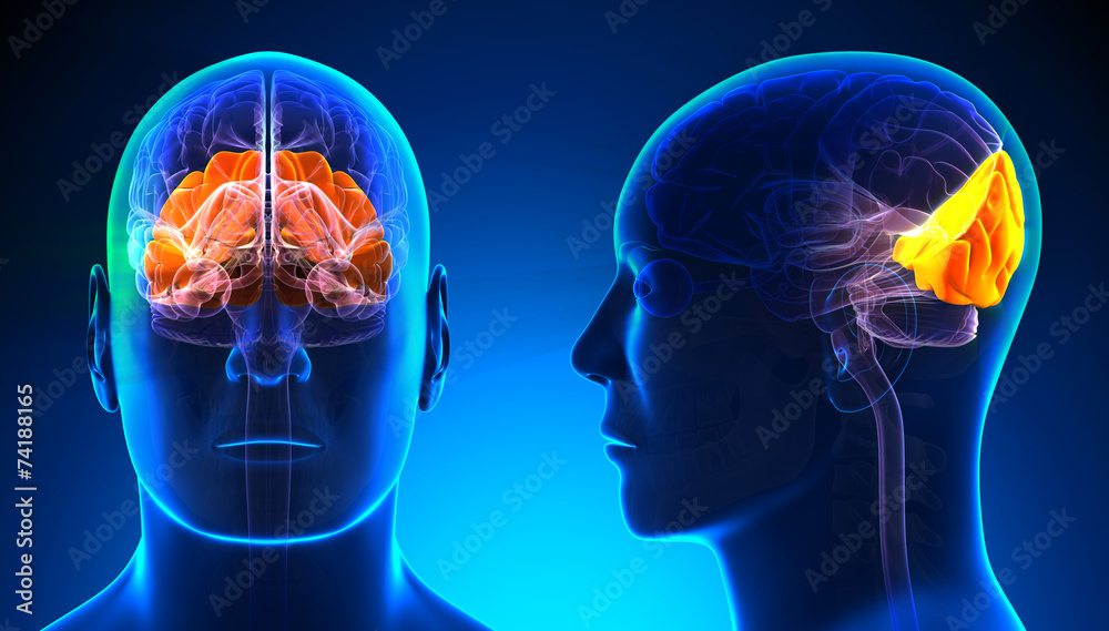 Male Occipital Lobe Brain Anatomy - blue concept - obrazy, fototapety, plakaty 