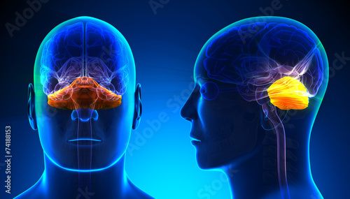 Male Cerebellum Brain Anatomy - blue concept photo