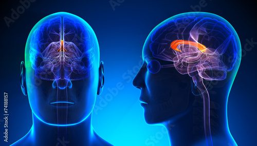 Male Corpus Callosum Brain Anatomy - blue concept photo