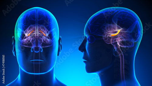 Male Hippocampus Brain Anatomy - blue concept photo