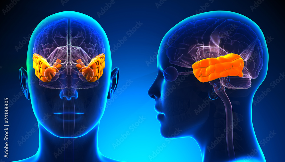 Obraz premium Female Temporal Lobe Brain Anatomy - blue concept