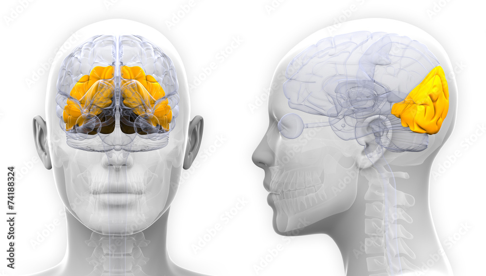 Female Occipital Lobe Brain Anatomy - isolated on white - obrazy, fototapety, plakaty 