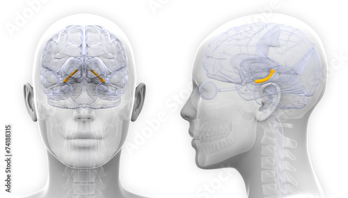 Female Hippocampus Brain Anatomy - isolated on white photo