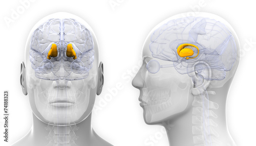 Male Thalamus Brain Anatomy - isolated on white photo
