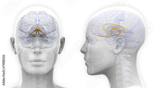 Female Limbic System Brain Anatomy - isolated on white