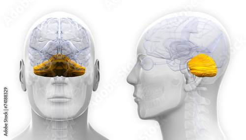 Male Cerebellum Brain Anatomy - isolated on white
