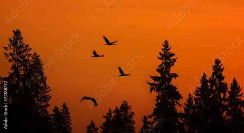 cranes over forest