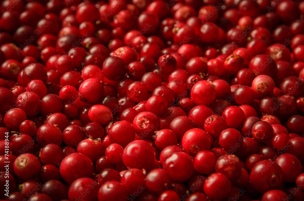 red bilberries shot as background with shallow dof red bilberries shot as background with shallow dof