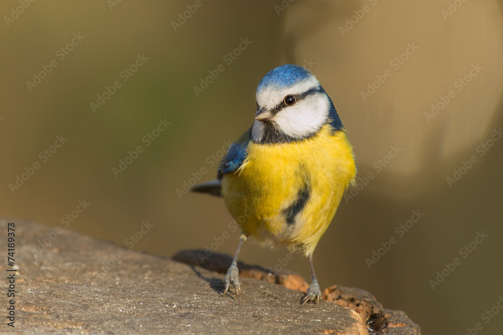Fototapeta premium Blaumeise