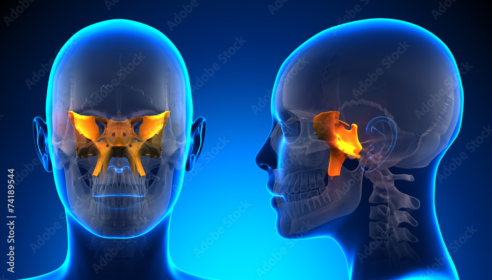 Female Sphenoid Skull Anatomy - blue concept