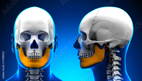 фотографія Male Mandible Bone Skull Anatomy - blue concept