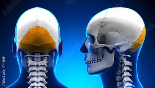 Male Occipital Bone Skull Anatomy - blue concept
