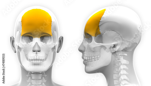 фотографія Female Frontal Bone Skull Anatomy - isolated on white