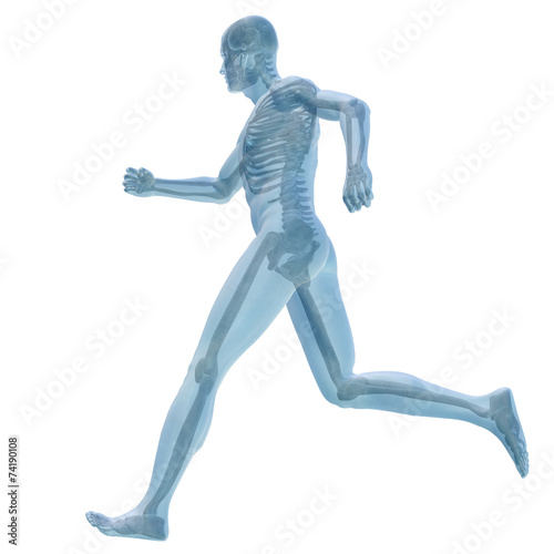 3D human male anatomy isolated