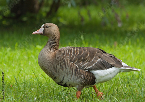 Greater White-fronted Goose  © Vitaly Ilyasov