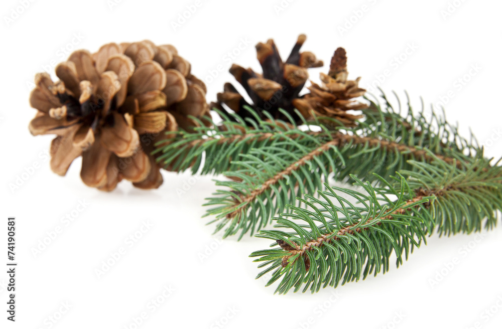 branch of fir-tree branch of fir-tree