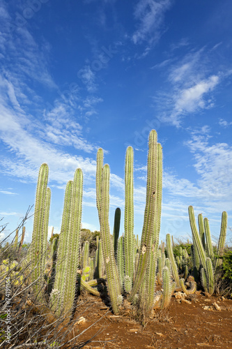 Kadushi cactus at Curacao photo