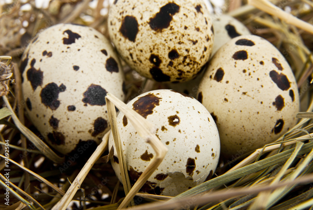 quail eggs in a nest quail eggs in a nest