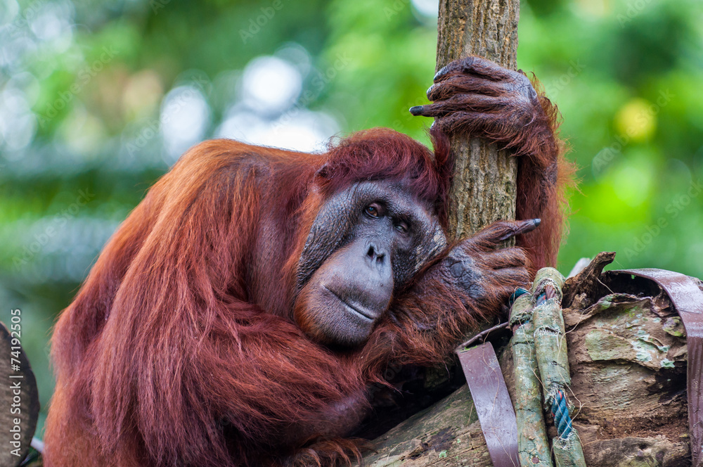Obraz premium Borean Orangutan
