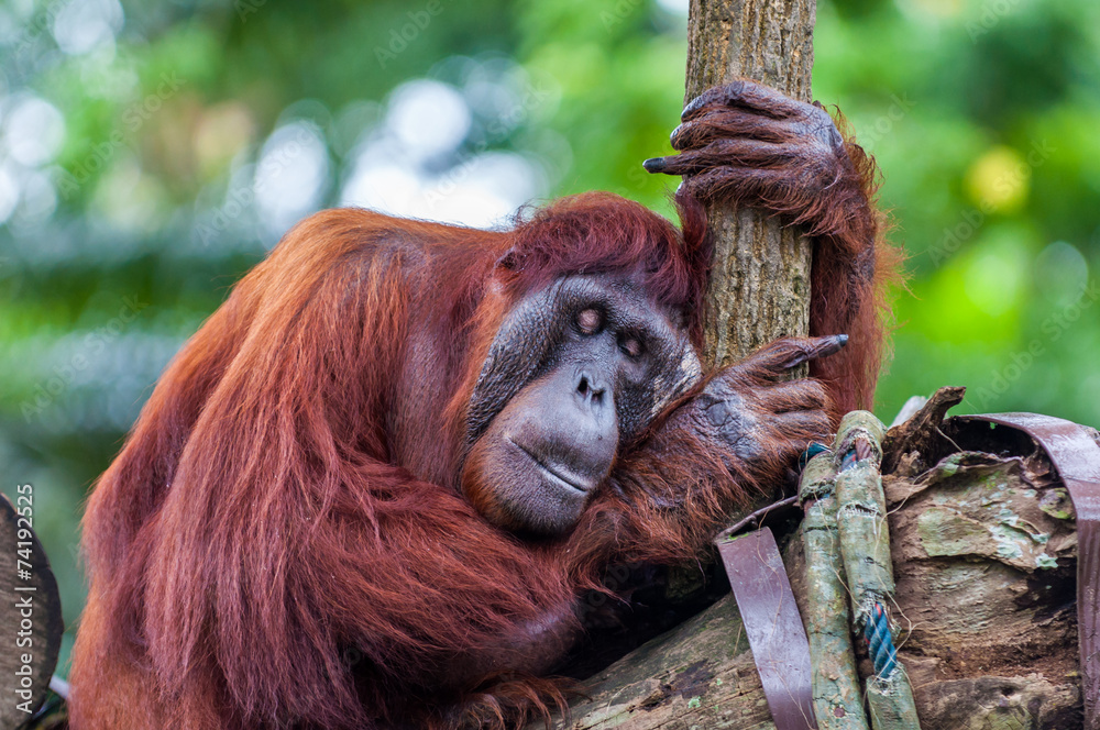 Obraz premium Borean Orangutan
