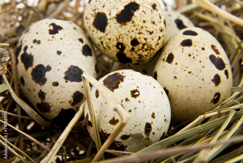 quail eggs in a nest
