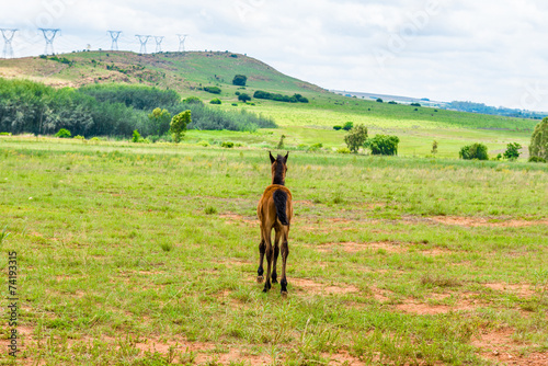 Foal,  South Africa. November 2014 © kamira