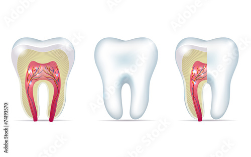 Fototapeta Naklejka Na Ścianę i Meble -  Three tooth anatomy illustrations
