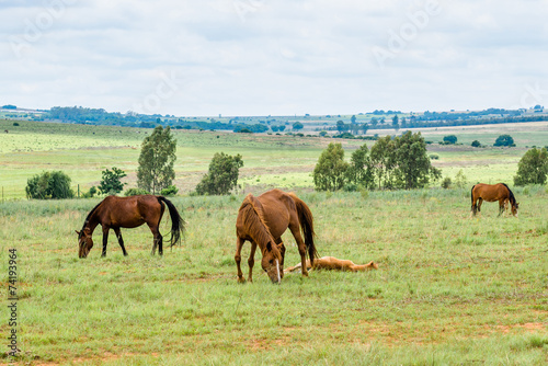 Horses  South Africa. November 2014.