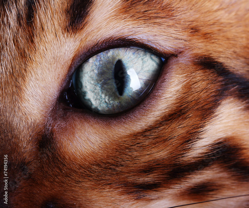 Photography Bengal cat eye