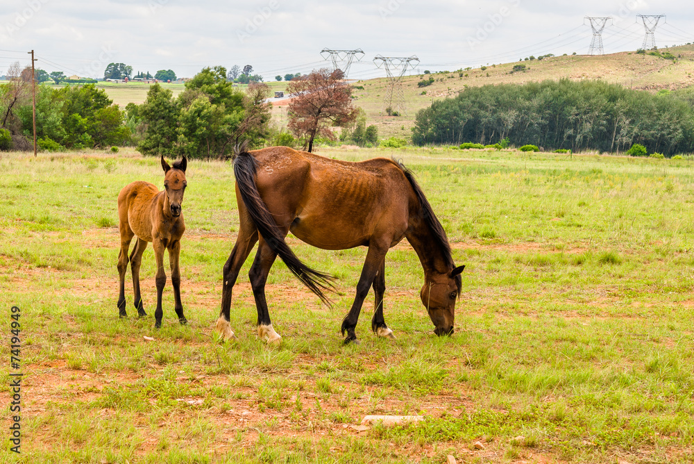 Horses, South Africa. November 2014.