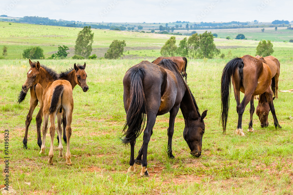 Horses, South Africa. November 2014. Horses, South Africa. November 2014.