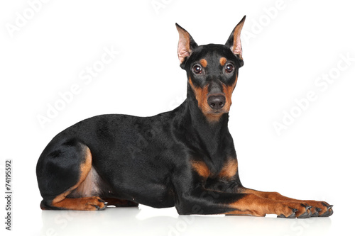 German pinscher