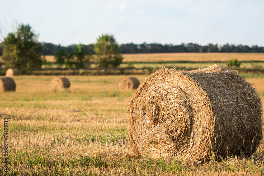 Straw bales on farmland