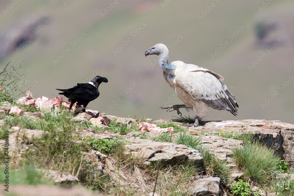 Fototapeta premium Cape Vulture and white necked raven sitting on mountain