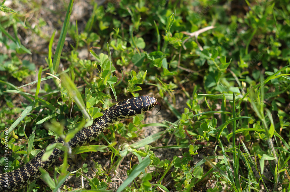 Naklejka premium couleuvre