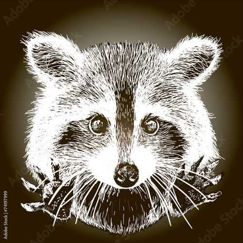 hand drawn raccoon