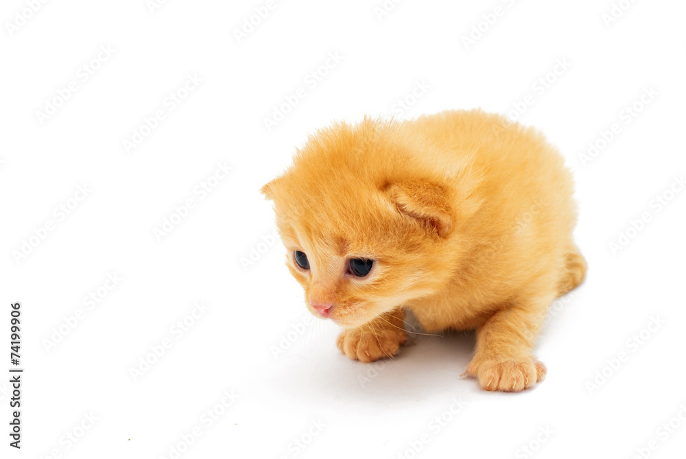 small red kitten, isolated on white