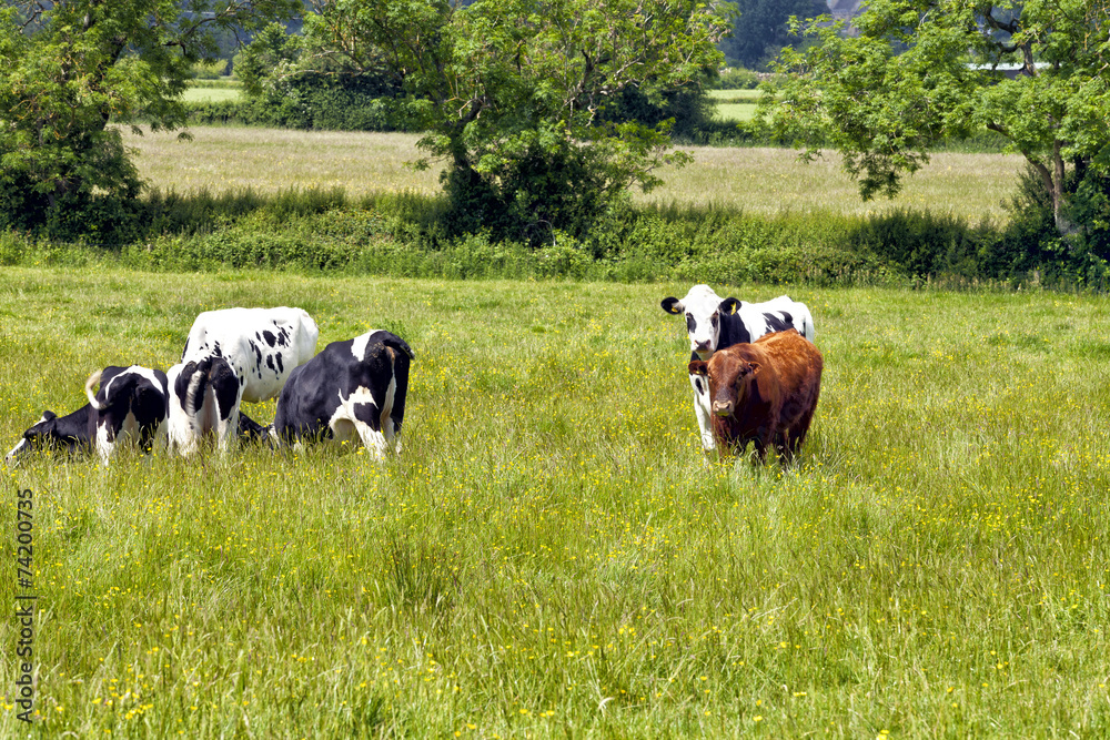 Grazing cows on English countryside on hot summer day